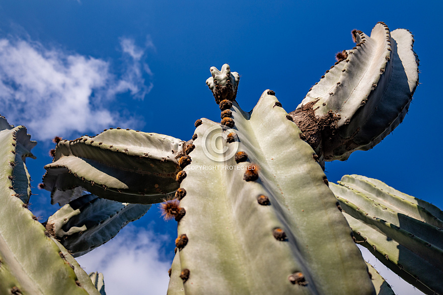 Jardín de Cactus - Lanzarote