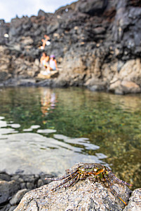 Charco de Los Chochos: El Hierro