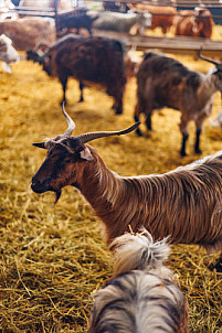 Granja Los Tumbitos - Barlovento - La Palma