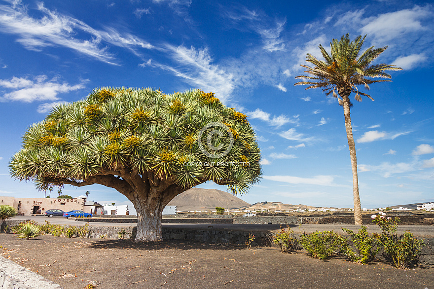 Bodega La Florida Lanzarote