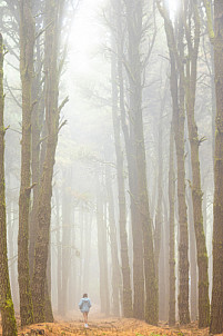 El Pinar: El Hierro