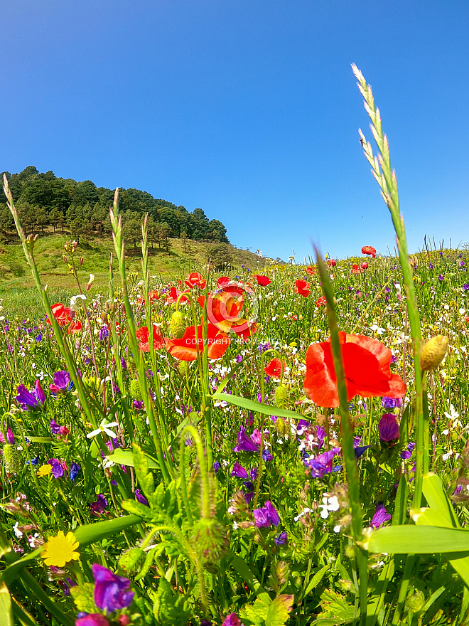 El Hierro: Primavera en Nisdafe