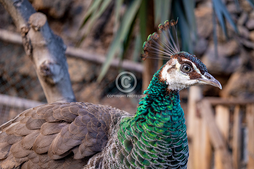 Maroparque - La Palma