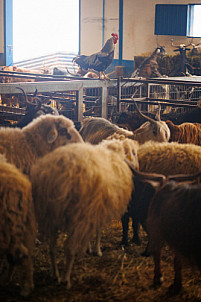 Granja Los Tumbitos - Barlovento - La Palma