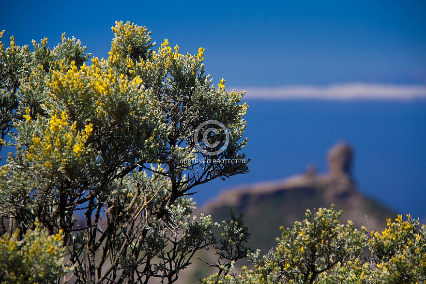 Hiking in Gran Canaria