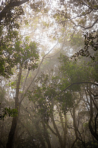 El Cedro - Garajonay