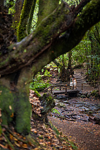 El Cedro - Garajonay