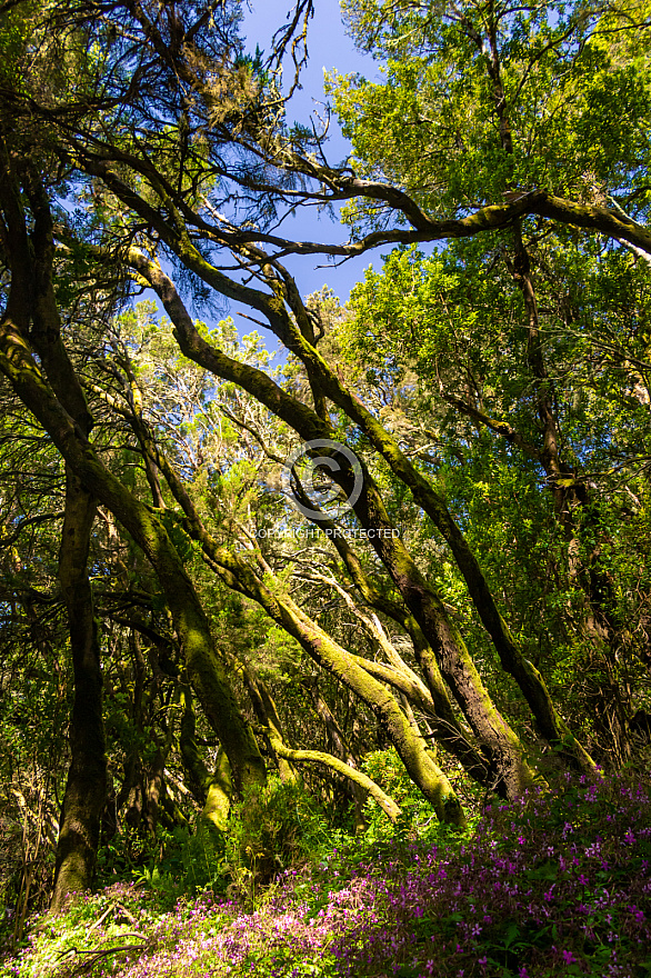 On the road - La Gomera