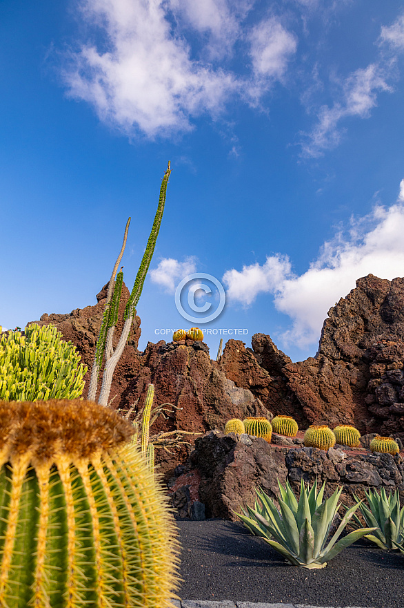 Jardín de Cactus - Lanzarote