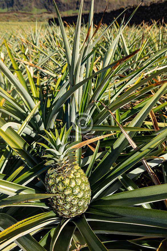 Piñas Tropicales - El Hierro