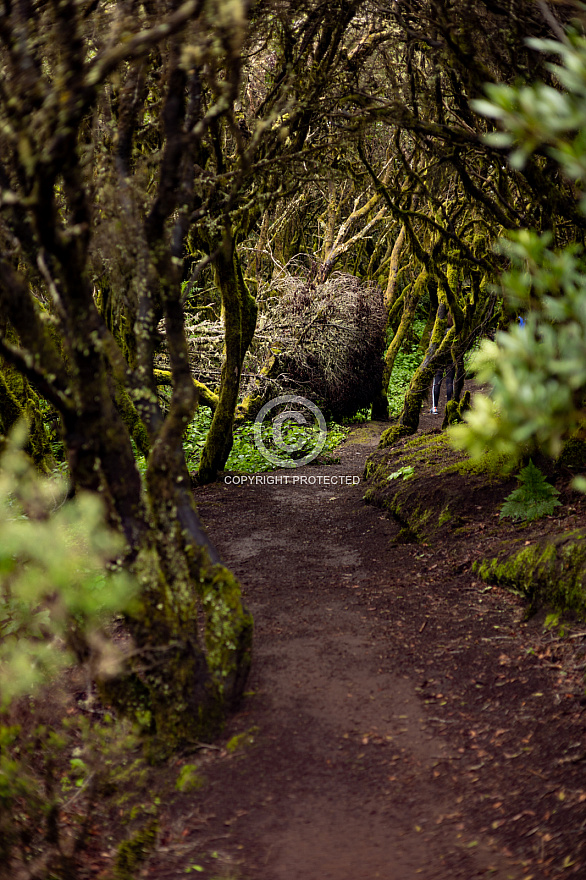 Sendero La Llanía