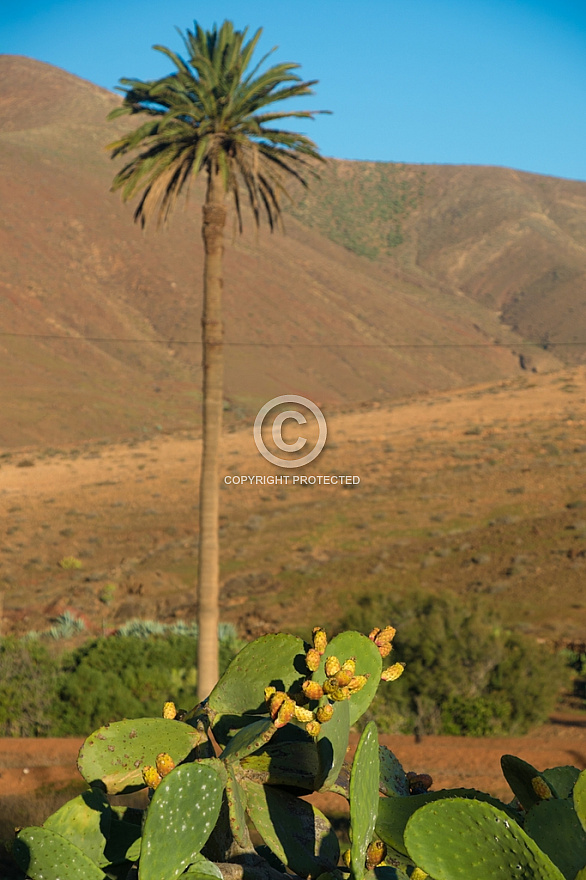 Fuerteventura