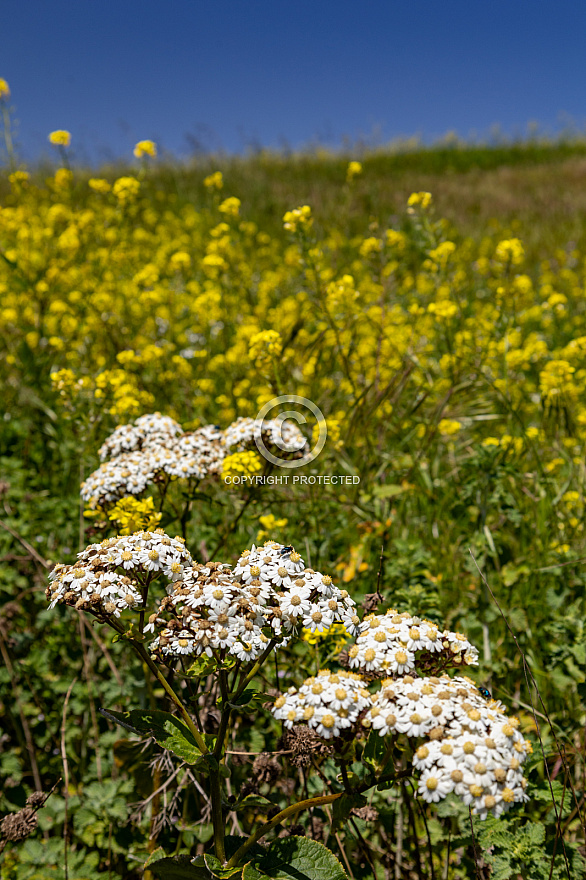 Primavera en la meseta de Nisdafe - El Hierro