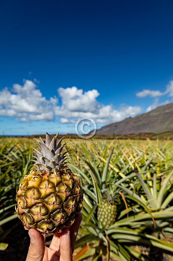 Piñas Tropicales - El Hierro