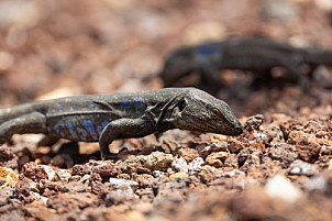 Tenerife: Lagarto Gallotia gallotia