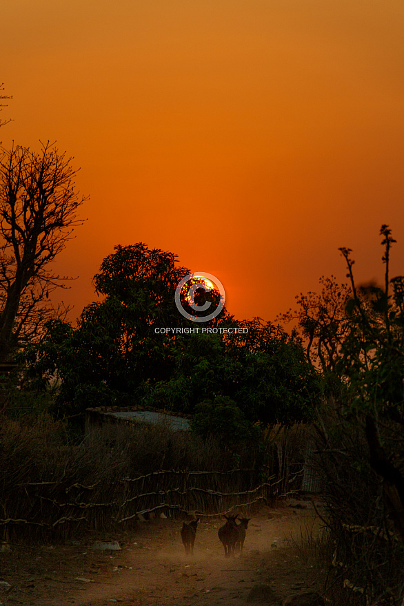 Senegal 2019