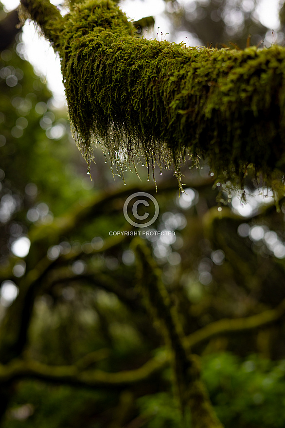 Sendero La Llanía