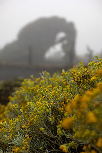 el sabinar - el hierro