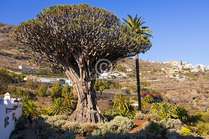 Icod de los Vinos: Tenerife