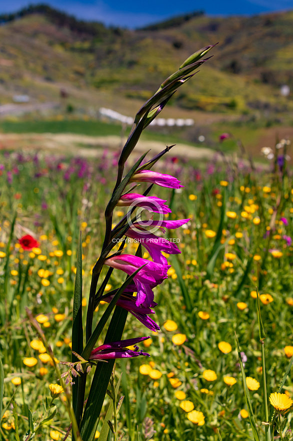 Spring - Primavera