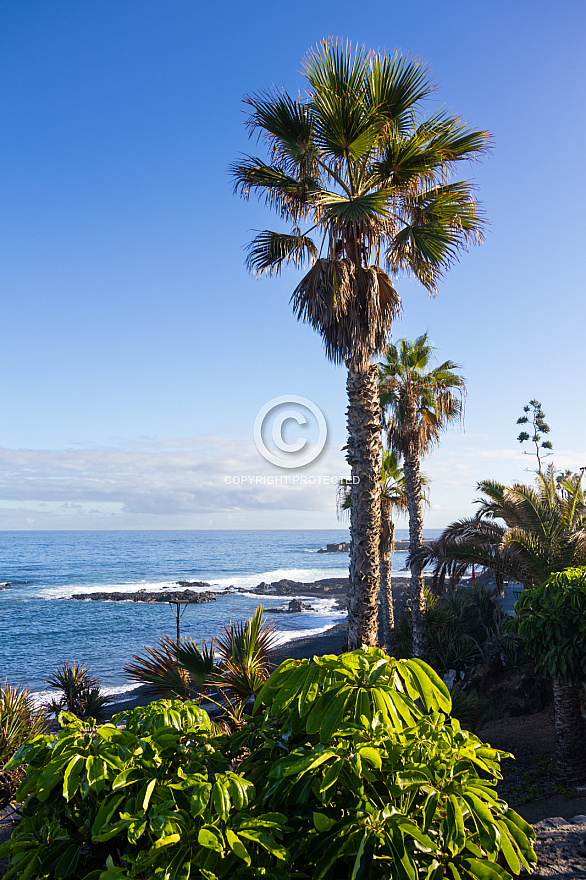 Puerto de La Cruz: Tenerife