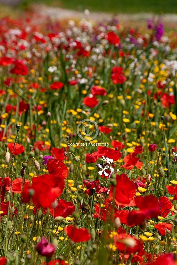 Spring - Primavera