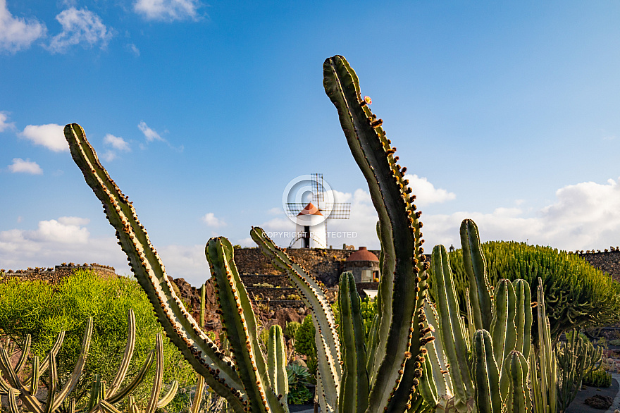 Jardín de Cactus - Lanzarote