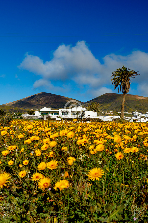 On the Road - Lanzarote