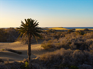 Dunas de Maspalomas