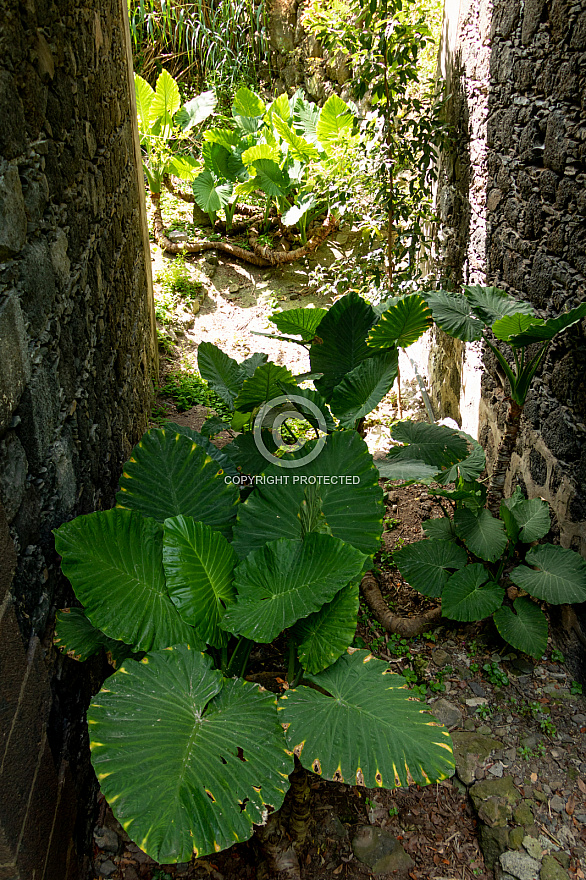 Icod de los Vinos - Drago Milenario - Tenerife