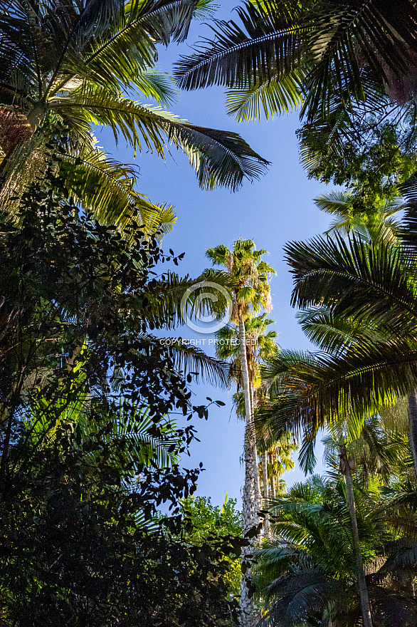 Jardín de la Marquesa - Gran Canaria