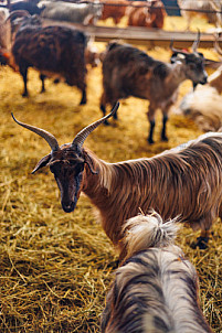 Granja Los Tumbitos - Barlovento - La Palma