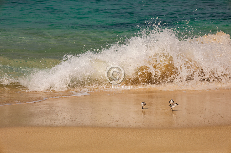 Playa de las Conchas - La Graciosa