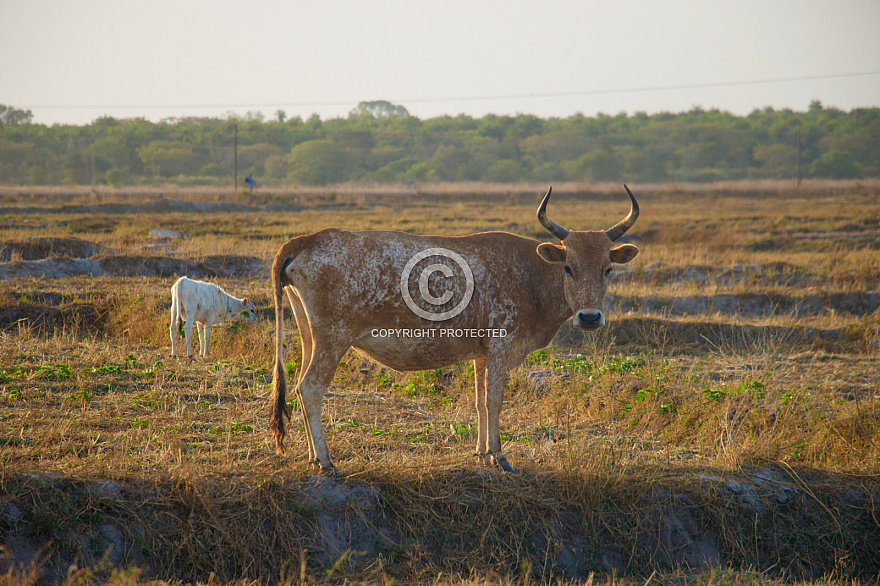 Senegal