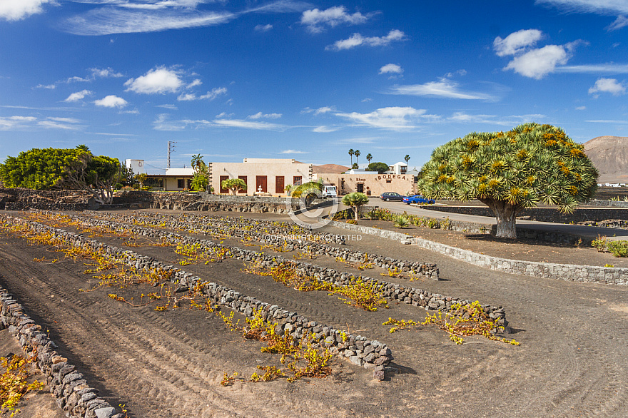 Bodega La Florida Lanzarote