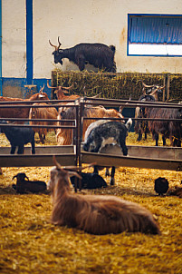 Granja Los Tumbitos - Barlovento - La Palma