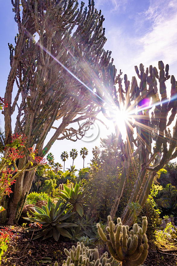 Jardín de la Marquesa - Gran Canaria