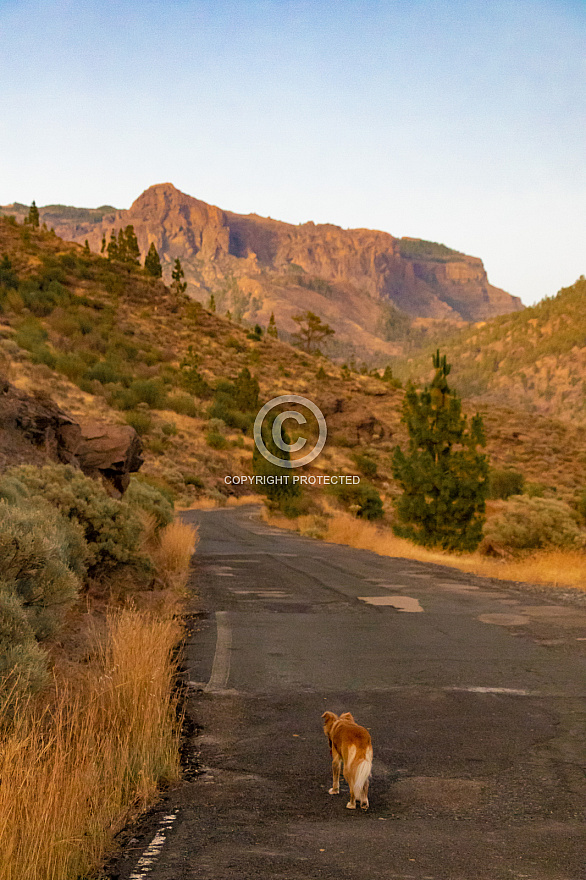 Presa de las Niñas - Gran Canaria