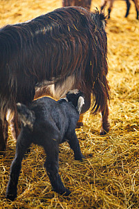 Granja Los Tumbitos - Barlovento - La Palma