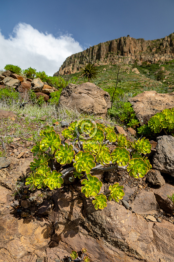 chipude - la gomera