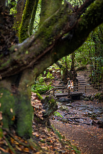 El Cedro - Garajonay