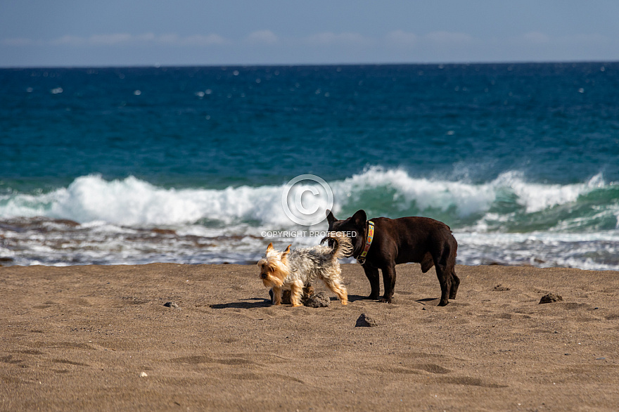 Playa del Horno - mascotas - Tenerife