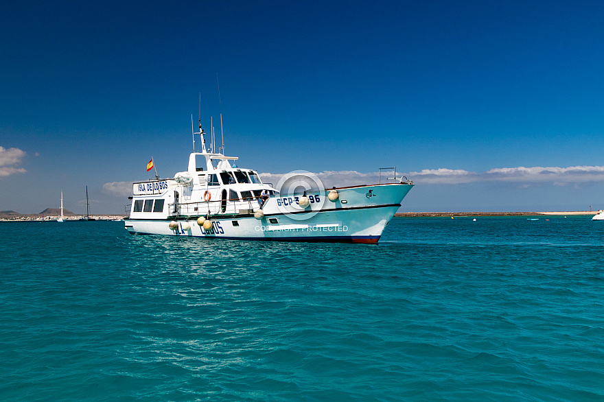 El Muelle - Lobos