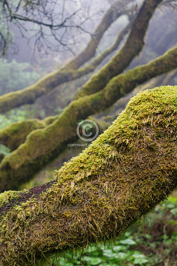 Bosque cerca La Llania - El Hierro