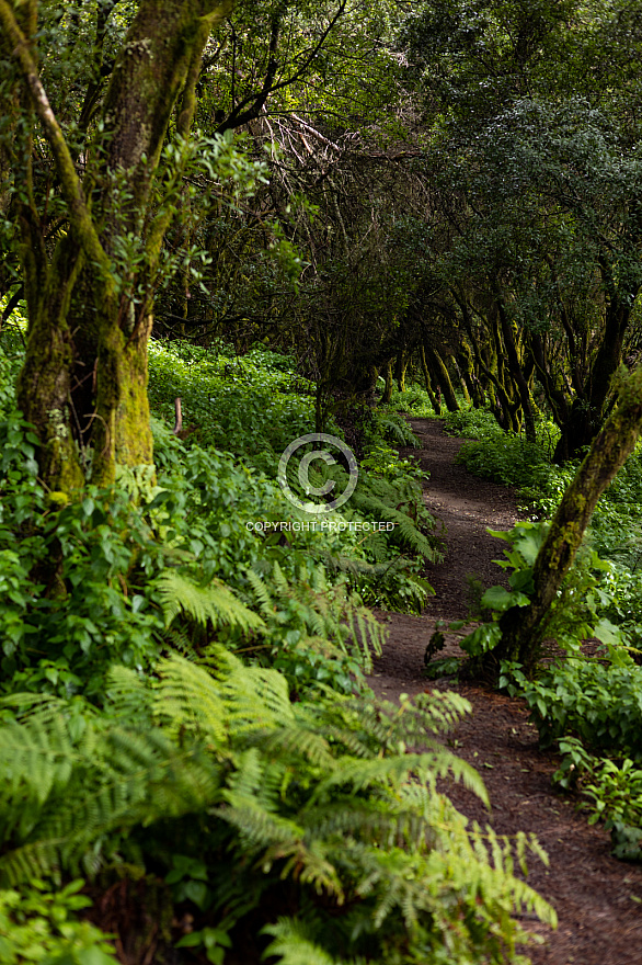 Sendero La Llanía