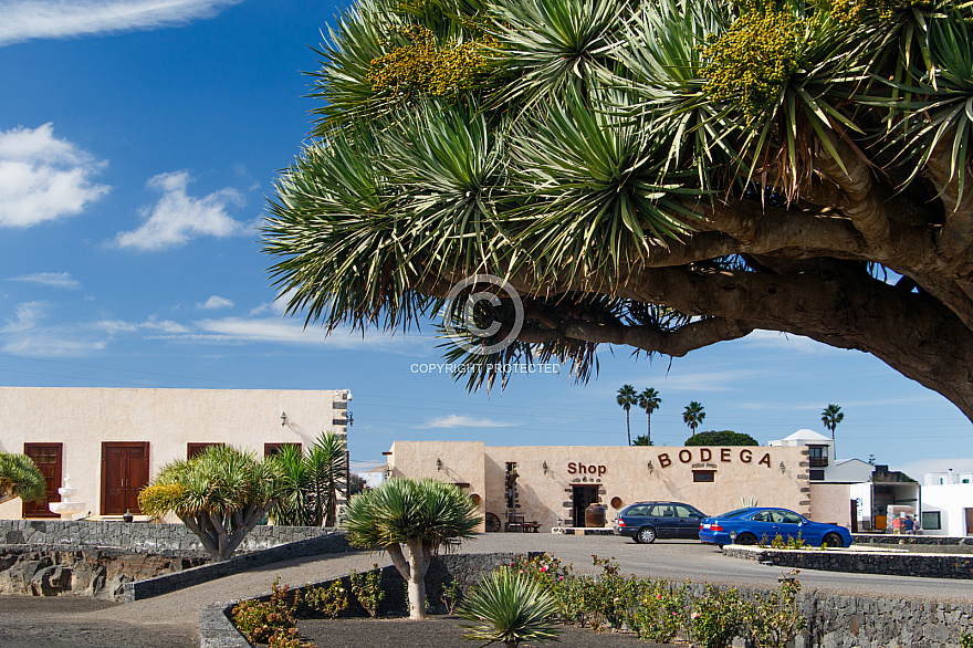 Bodegas La Florida - Lanzarote