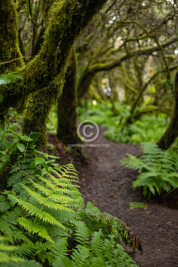 Sendero La Llanía