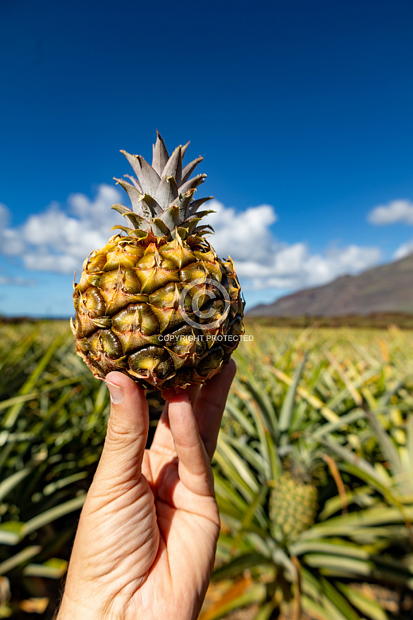 Piñas Tropicales - El Hierro