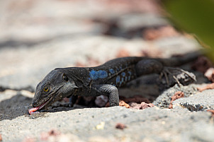 Tenerife: Lagarto Gallotia gallotia