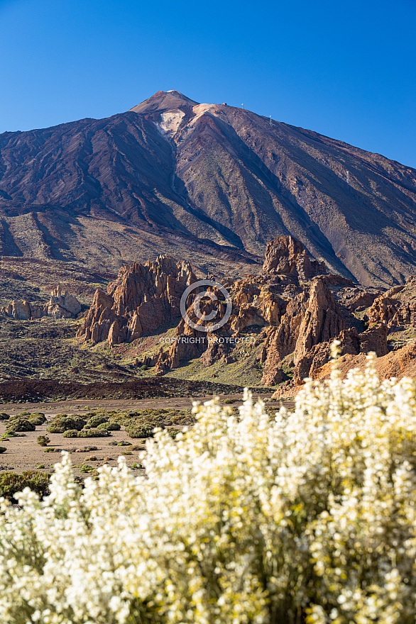 Tenerife: Las Cañadas, Tajinates